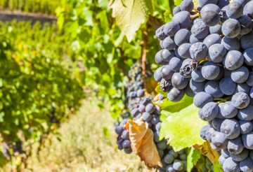 Avenir foncier viticole